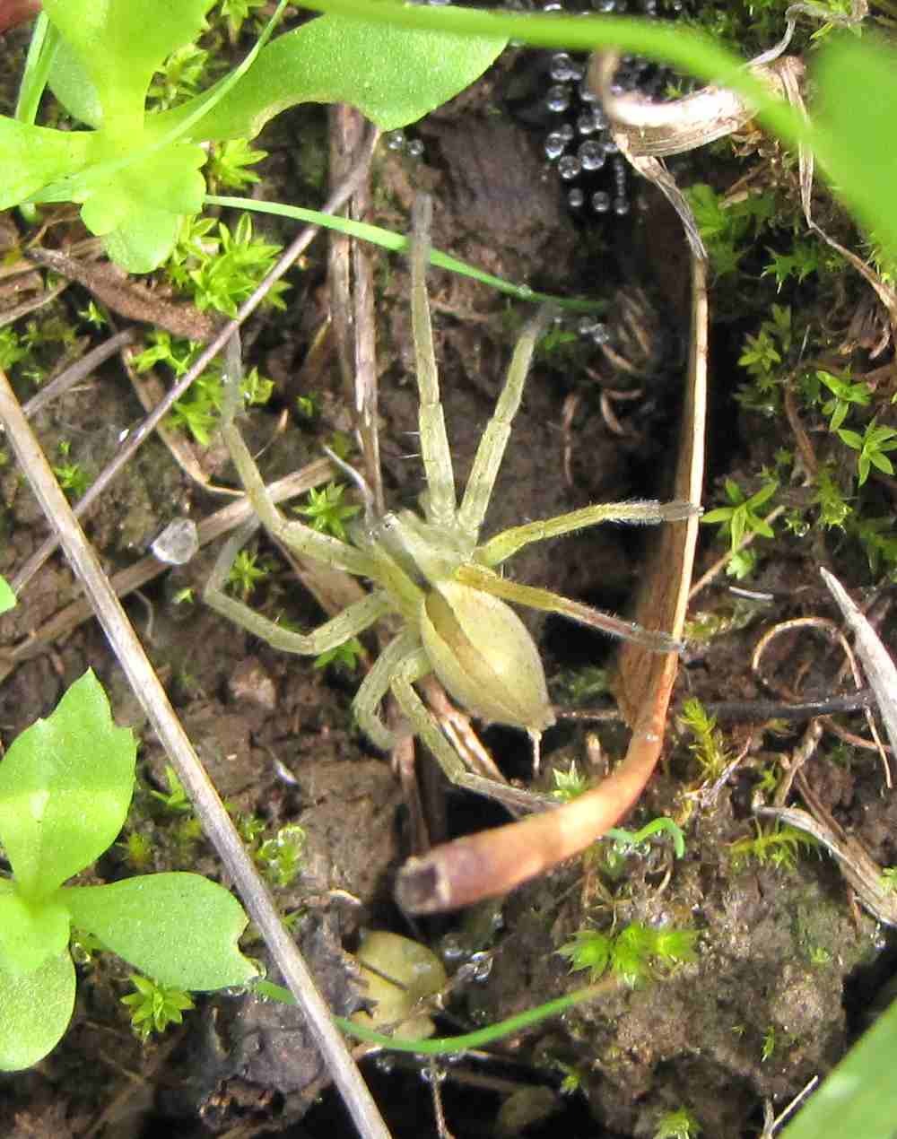 Micrommata sp.